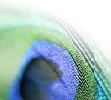 Peacock Irrigation Logo